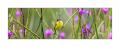 Gelbbauch Spateltyrann #36394 Gelbbauch Spateltyrann #36394