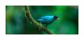 Kappennaschvogel #36902 Kappennaschvogel #36902