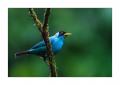 Kappennaschvogel #36963