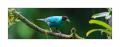 Kappennaschvogel #36967