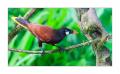 Montezumastirnvogel #36606