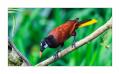 Montezumastirnvogel #36700 Montezumastirnvogel #36700