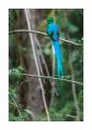 Quetzal #37654