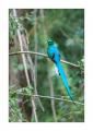 Quetzal #37657 Quetzal #37657