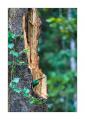 Quetzal #37662