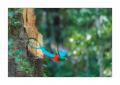 Quetzal #37667
