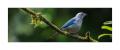blaugraue Tangare #36909 blaugraue Tangare #36909