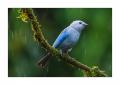 blaugraue Tangare #36973