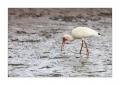 white Ibis #37469