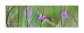 Kolibri #36484 Kolibri #36484