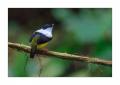 Manakin #37177
