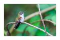 Kolibri #36515