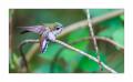 Kolibri #36517