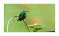 Kolibri #36578