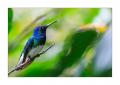 Kolibri #36581