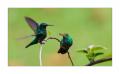 Kolibri #36590