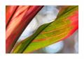 Pflanze abstrakt #36304