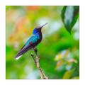 Kolibri #36368