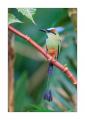 Motmot #37403