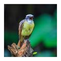 Schwefeltyrann #36893