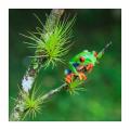 Rotaugenlaubfrosch #37197