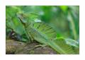 Basilisk #36807 Basilisk #36807
