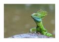 Basilisk #36869 Basilisk #36869