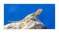 Leguan #5Ds04506 Leguan #5Ds04506