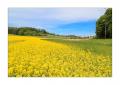 Rapsfeld bei Bibern #30795
