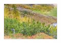 Herbst im Sertigtal #36475 Herbst im Sertigtal #36475
