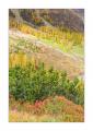 Herbst im Sertigtal #36477