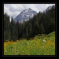 Wiese #3428