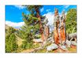 Arvenwald #337153