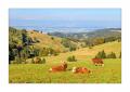 Herbst im Schwarzwald #5ds02733