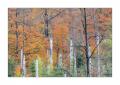 bayerischer Wald #5ds02872 bayerischer Wald #5ds02872