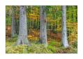 bayerischer Wald #5ds02886