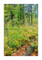 bayerischer Wald #5ds02892 bayerischer Wald #5ds02892