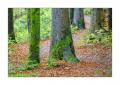 bayerischer Wald #5ds02929