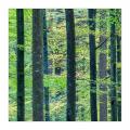 bayerischer Wald #5ds02979