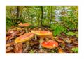 bayerischer Wald #5ds02985