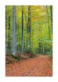 bayerischer Wald #5ds03002 bayerischer Wald #5ds03002