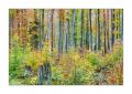 bayerischer Wald #5ds03010 bayerischer Wald #5ds03010