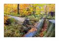 bayerischer Wald #5ds03018