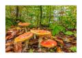 bayerischer Wald #5ds02986