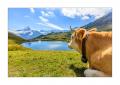 Kühe beim Bachalpsee #5Ds 04164