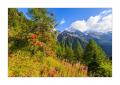 Vogelbeerbaum #5D3 01384