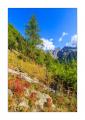 Vogelbeerbaum #5D3 01388