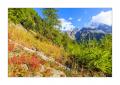 Vogelbeerbaum #5D3 01389