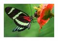 Schmetterling #32417