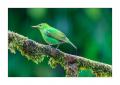 Kappennaschvogel #36872